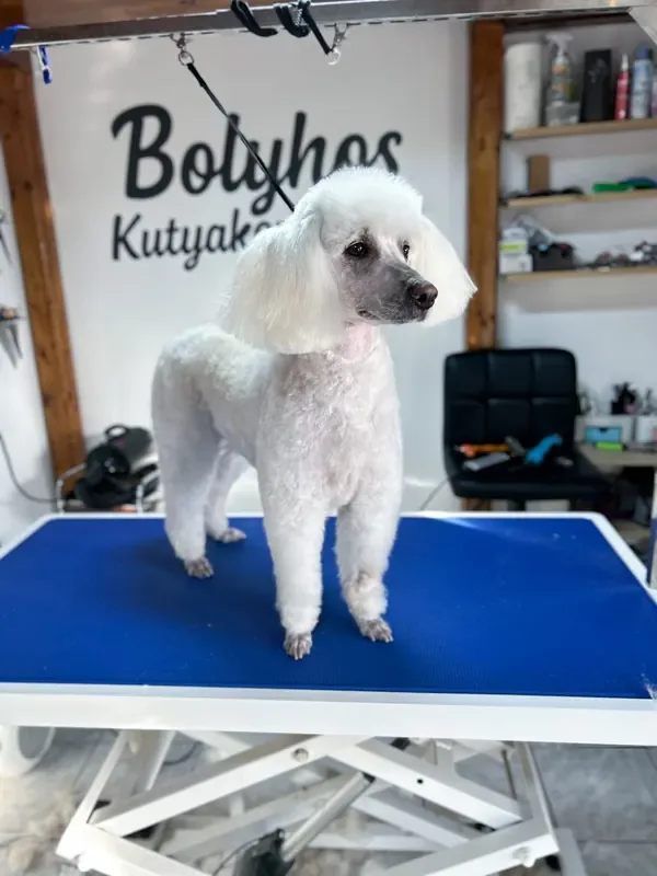 Fehér kutyus ápolt bundával