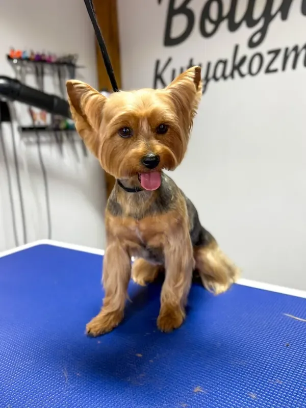 Fekete spániel jellegű kutyus kozmetikázás után