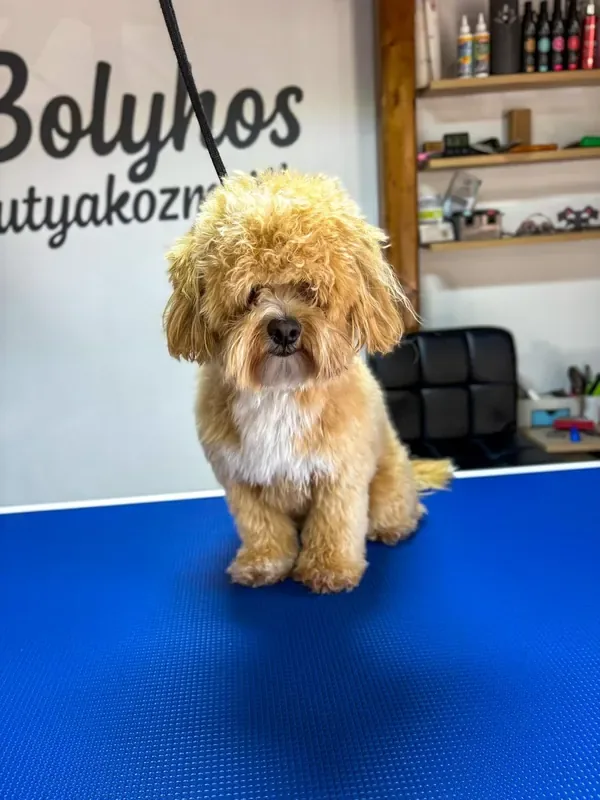 Kutyus pofija nyírás előtt